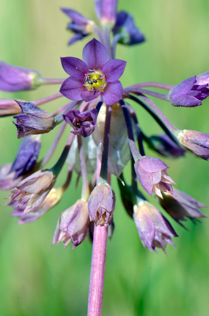Dusky Onion flowers may be rose, pink or light and dark purple but rarely white. The flowering stem is an umbel with between 10 to 50 flowers. Allium campanulatum 